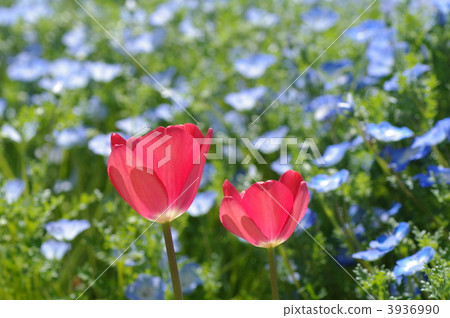 Nemophila和郁金香 3936990