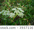 胡蘿蔔或歐芹 高山植物 3937116