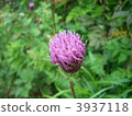 大薊 菊科植物 紫菀科的 3937118