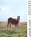 Shimane Prefecture · Oki - Horse Hikari 3937435