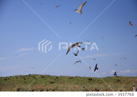 Seguro terns Seguro terns 3937768