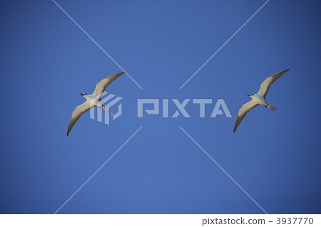 Seguro terns 3937770