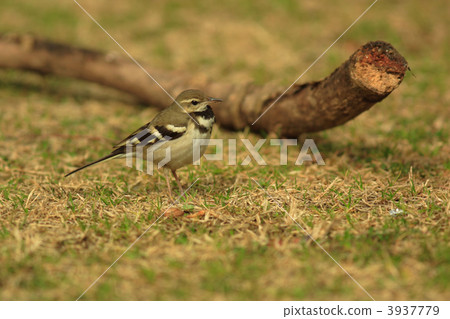 Iwami Sekirei 3937779