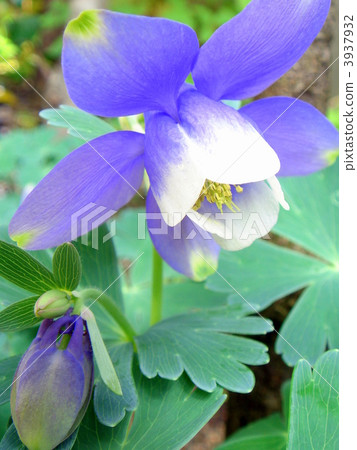 耬鬥菜膽草 3937932