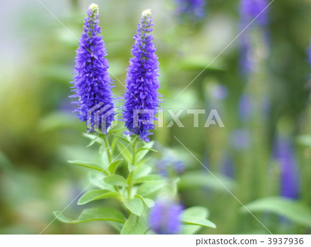 Veronica Veronica 3937936