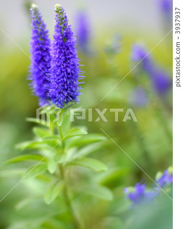 維羅尼卡 維羅尼卡 3937937