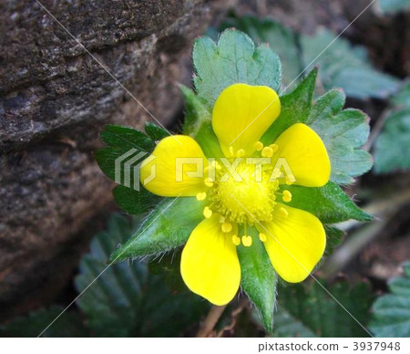 Hevy草莓花 Hevy草莓花 3937948