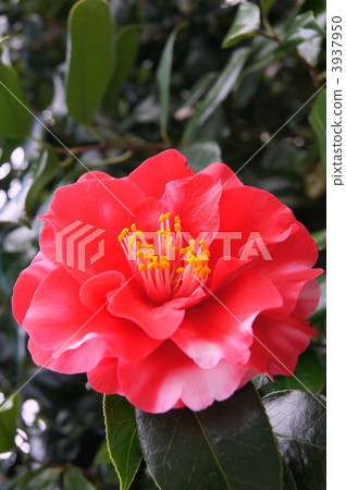 山茶花 山茶花 3937950