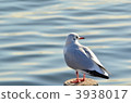 seagull 3938017