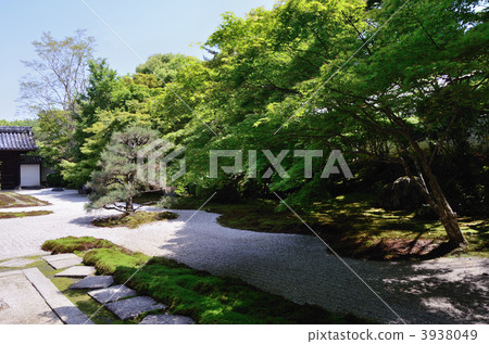 Fresh green Nanzenji Tensakuan, Katsuyama garden 3938049