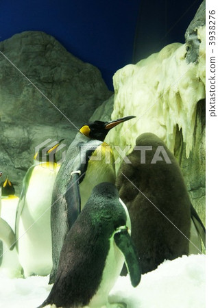 king penguin, penguin, penguins 3938276