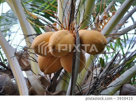 King coconut palm 3938415