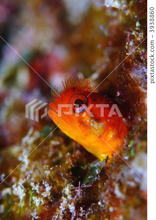 可樂gimpo 可樂gimpo 3938860