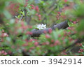 Zumi (fruit juice) flowers 3942914