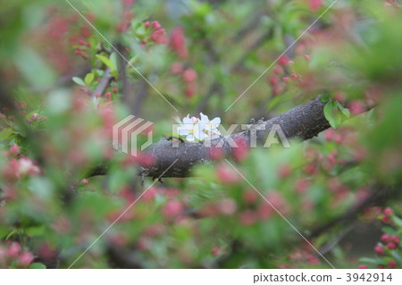 Zumi (fruit juice) flowers 3942914