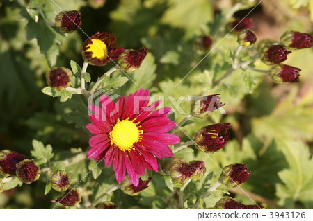 小菊花 小紙條 菊花 3943126