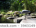 Gray heron 3943149