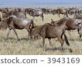 A group of gnuses 3943169