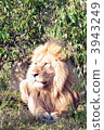 Lion (male) 3943249