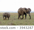 Parent and child of African elephant 3943287