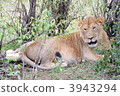 Lion (female) 3943294