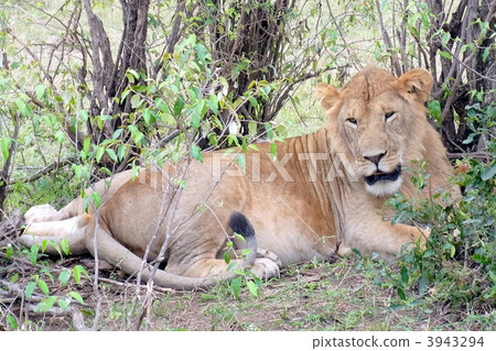 Lion (female) 3943294