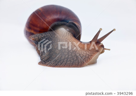 snail turn left on the way snail turn left on the way 3943296