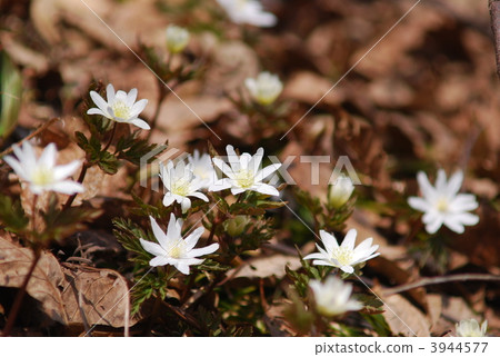 Ichirin浸泡 3944577