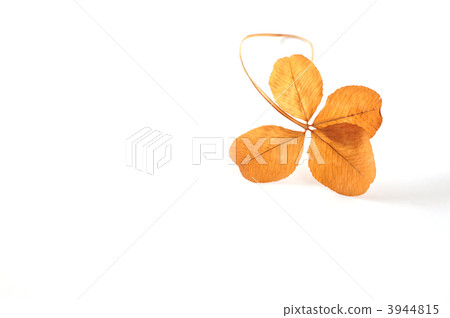 四葉三葉草3 3944815