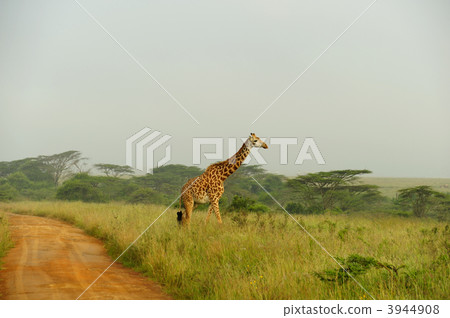 Kenya Nairobi National Park 3944908