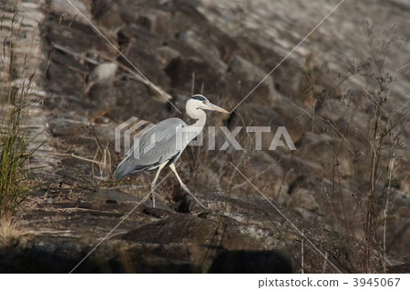 蒼鷺 3945067
