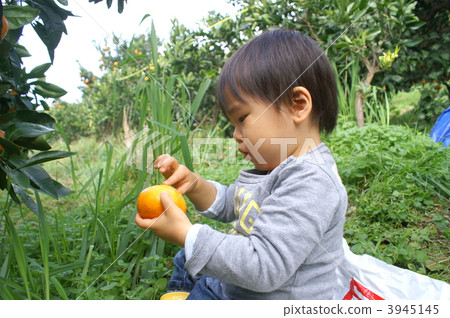 橘子狩獵 3945145