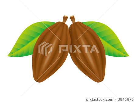 可可果的插圖 3945975