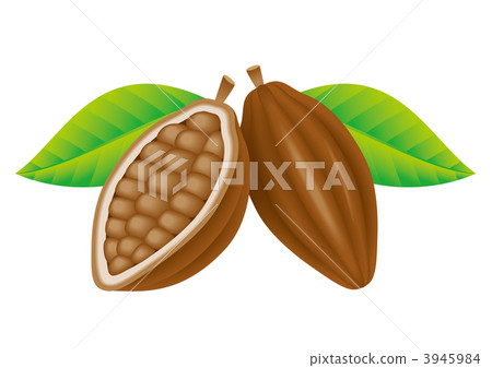 Illustration of cacao fruit 3945984