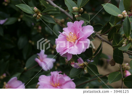 sasanqua, botanic, botanical 3946125