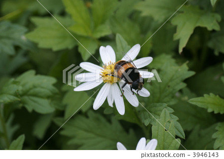 japanese aster, botanic, botanical 3946143