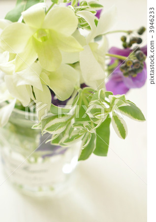 庫克敦蘭花 花道 插花 3946233