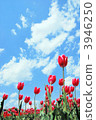 鬱金香花叢 花園 鬱金香 3946250