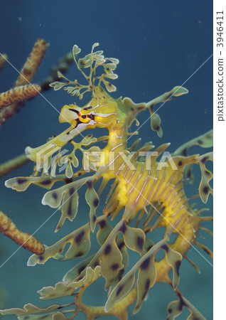 綠葉海龍(李費海龍) 綠葉海龍(李費海龍) 3946411