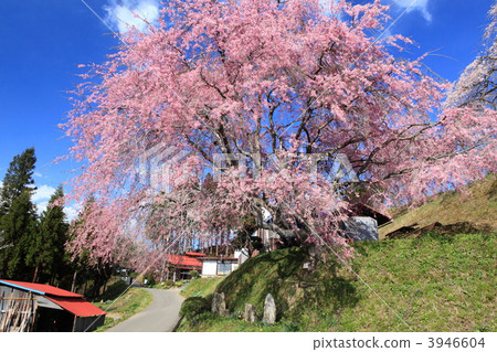 Cherry blossoms at the corner Cherry blossoms at the corner 3946604