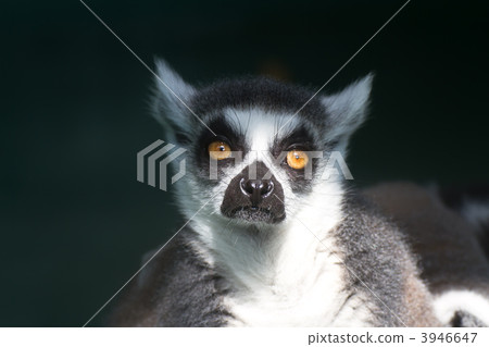 Wolverine lemur Wolverine lemur 3946647