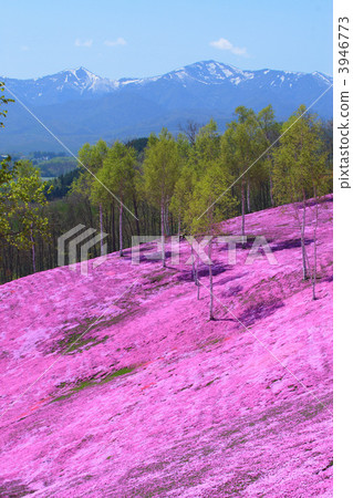Grass cherry tree of Takigami Park (vertical) Grass cherry tree of Takigami Park (vertical) 3946773