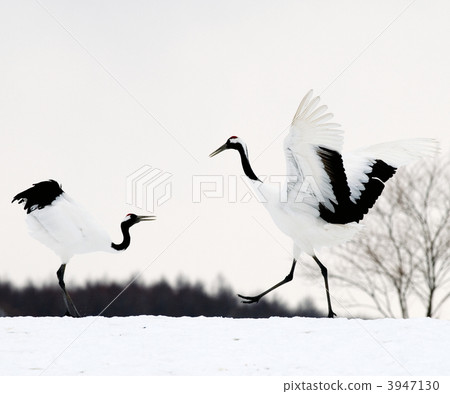 Danzakura求愛行為 3947130