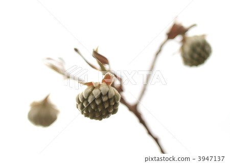 Mitsumata的芽 Mitsumata的芽 3947137