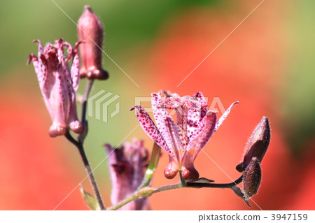 Burning Hototogisu 3947159