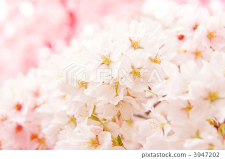 Yoshino cherry tree in full bloom 3947202