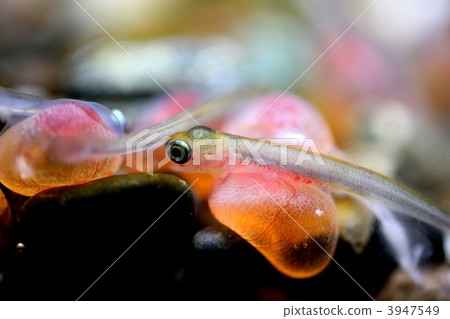 孵化三文魚 孵化三文魚 3947549