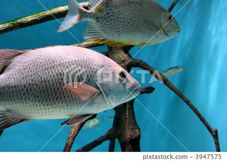 Affiliation & Aigo 3947575