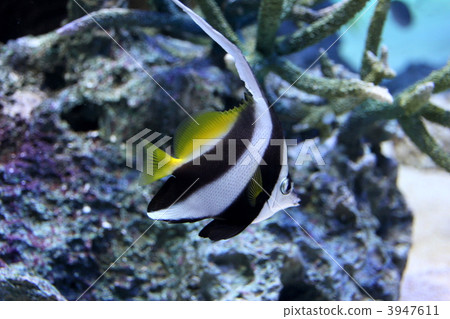 Grouper Redfish 3947611