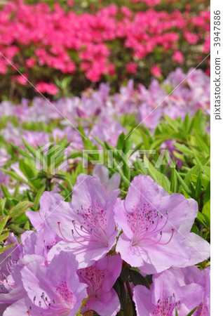 Azalea rice Azalea rice 3947886